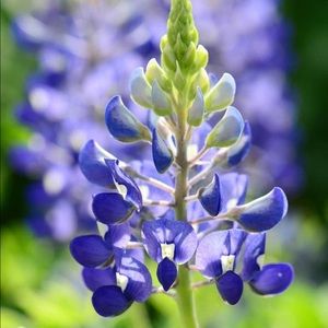 Meet your Posher, Miranda